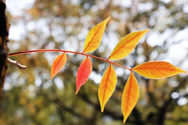 此时，闵行最美的地方就在……