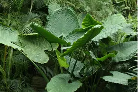 海芋原来有毒？了解一下植物的特化传粉系统图片