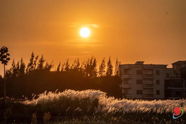 花海走起！湛江秋日限定打卡点！
