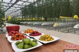 山东现代农业装上“科技芯” 乡村振兴增添新引擎图片