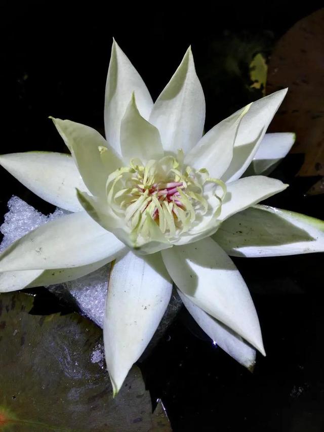 好仙！夜游钱王祠上线，也许能偶遇上“夜班”的傲娇睡莲