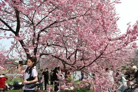 武汉赏樱季正式启动，100多项精彩活动迎海内外游客共赏“一城浪漫”图片