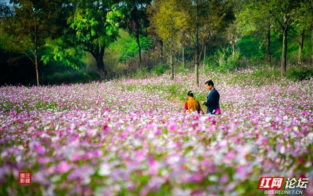 秋游时刻丨在安乡书院洲，被格桑花海和柳林清风彻底治愈了