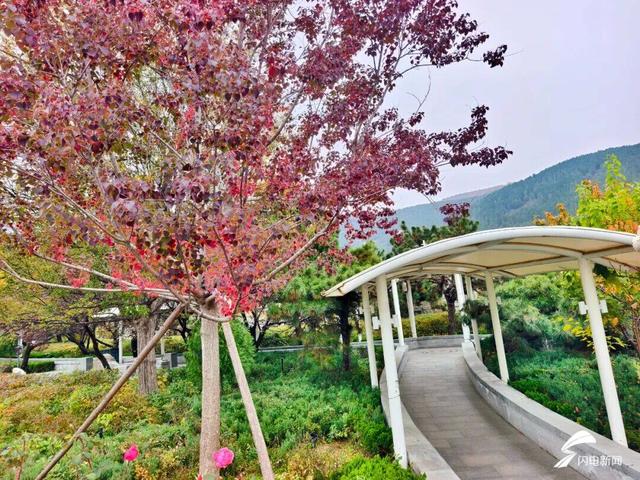 组图丨泰山天外村新植乌桕叶正红 这才是初冬该有的样子