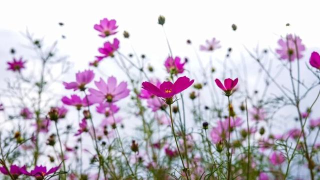 初冬限定！余杭这几处花海，巨出片