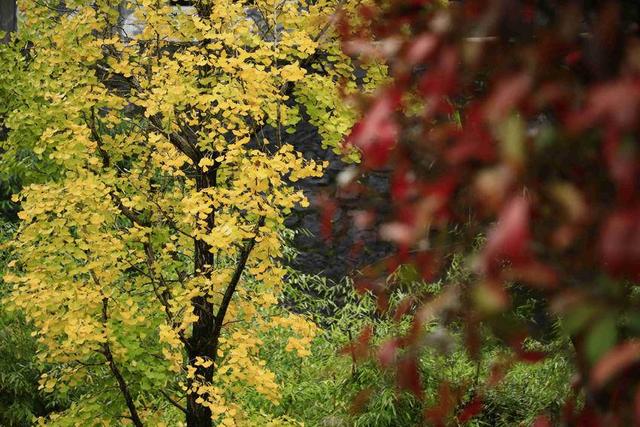 诗画冬日鹤峰：溇水波光里 银杏写诗篇