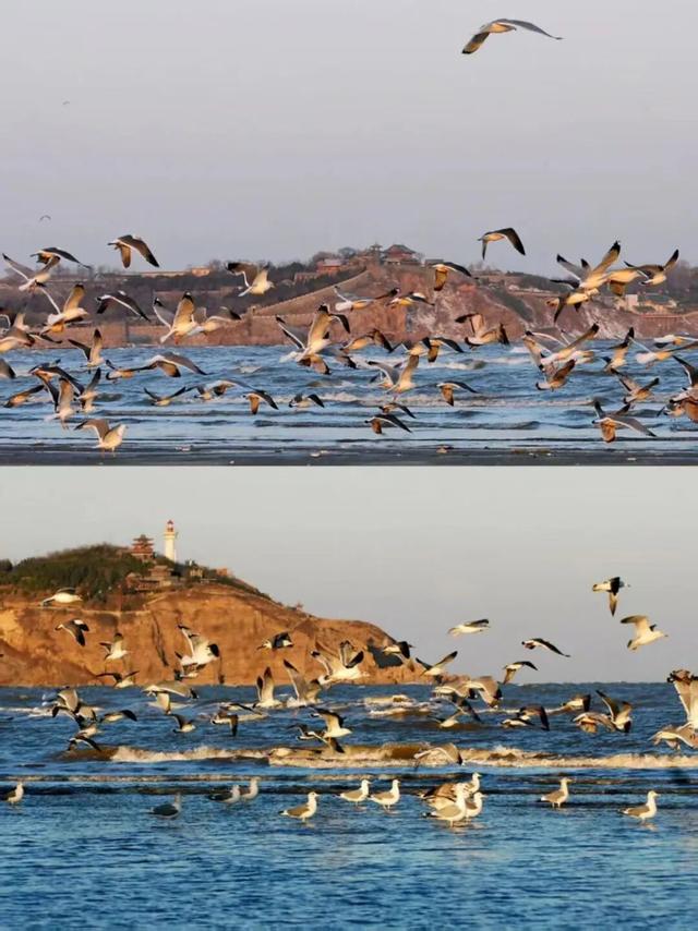 治愈天花板！来蓬莱赴一场冬日“鸥遇”
