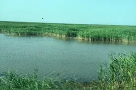 黄河三角洲新增淡水沼泽湿地7.4万亩 丹顶鹤等373种鸟类在此栖息图片