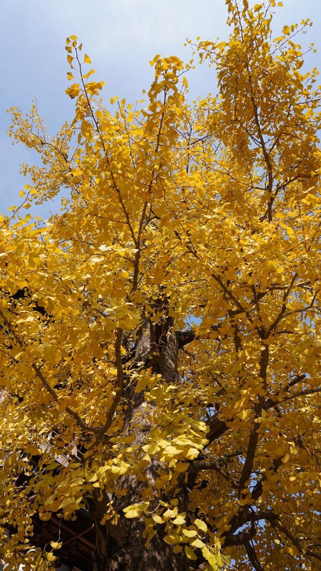 清吟街银杏正在变色，科技园里已落叶成诗，杭州秋日限时款美景渐入佳境