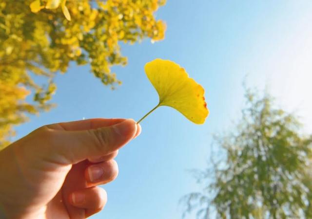 临安，一座被银杏腌入味的城市