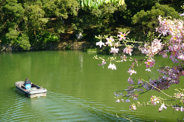 初冬的风里竟有了粉色的“味道”！就在龙潭公园里~
