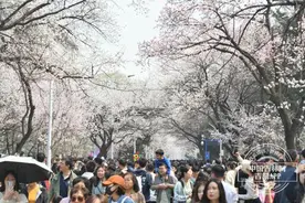 本周末，吉大杏花节如约而至图片