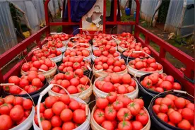 一口咬下，酸甜爆汁！晋宁区上蒜镇的“洋辣子”熟了图片