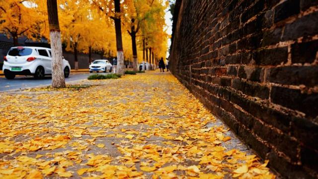济宁冬季赏叶天花板，错过等一年的绝美景色