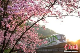 邂逅春日浪漫！重庆“开往春天的列车”已上线图片