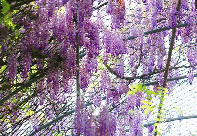 一城紫韵漫长廊！滨州紫藤花隧道迎来赏花季