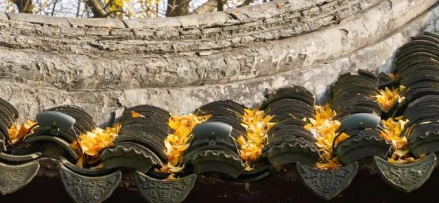 “美神”降临！太仓限定秋日美景，真的“杀”疯了！