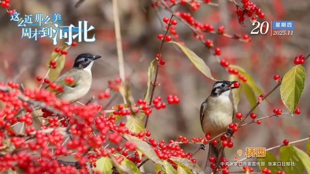 文化和旅游深度融合！张家口文旅交出亮眼答卷！