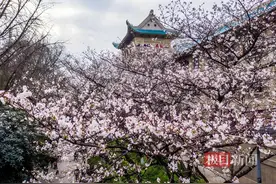 即将启动！与“礼”相约春天赏樱花图片