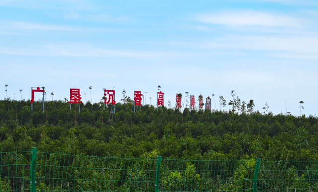 真不懂，为啥现在的明星和有钱人都偏爱这个“烂木头”？