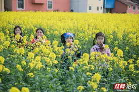 麻阳春色，丝声如画：葫芦丝奏响花田乐章图片