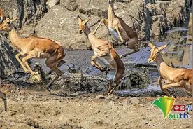 南非克鲁格国家公园：鳄鱼突袭泥浆池 羚羊群惊散狂奔图片