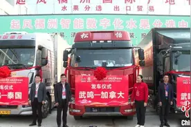 广西武鸣沃柑开市 出口东盟多国图片