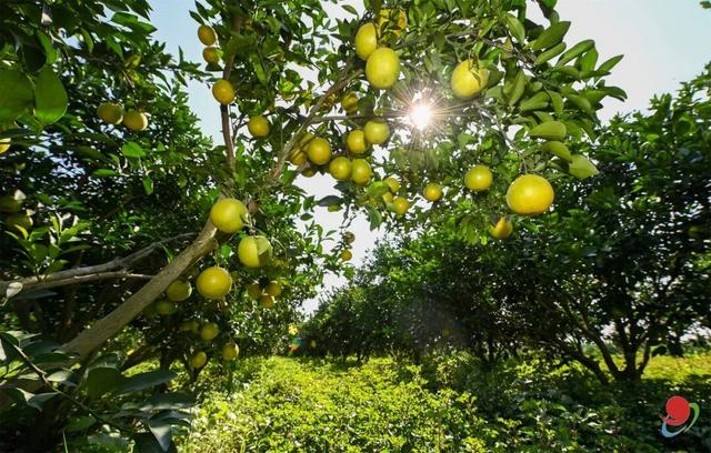 爆汁预警！廉江红橙限定版采摘路线→