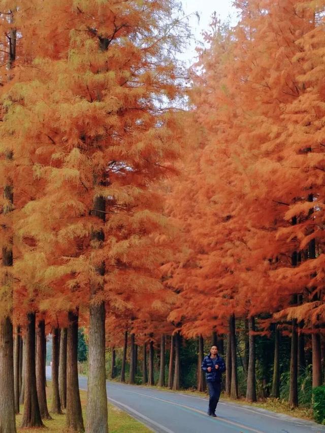 别错过，成都公园里的绝美冬景！