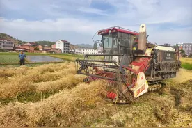 汉阴县城关镇：万亩油菜开镰收割图片