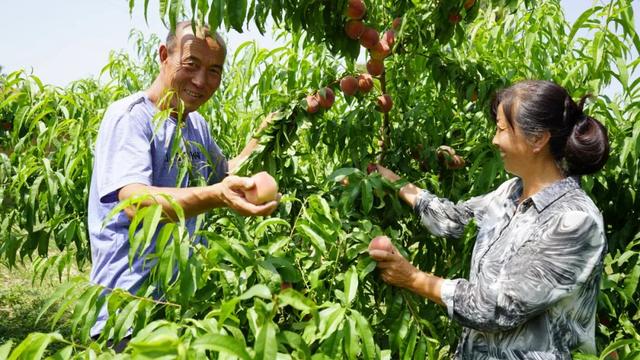 陕西靖边县龙洲镇：从枝头到舌尖 让你“桃”醉一夏