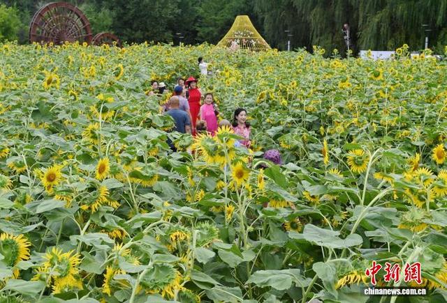 吉林长春：向日葵盛开吸引游客