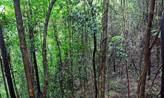 央视大片《珠江》里的花都③：珠江畔的生态诗篇