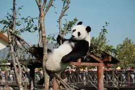 多彩盐城丨一个“打坐冥想”，一个“超级吃货”，大熊猫才是盐城真“顶流”！图片