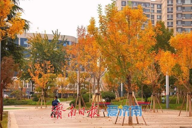 一年四季 泉在济南丨秋染彩林绘就正丰路公园五彩画卷