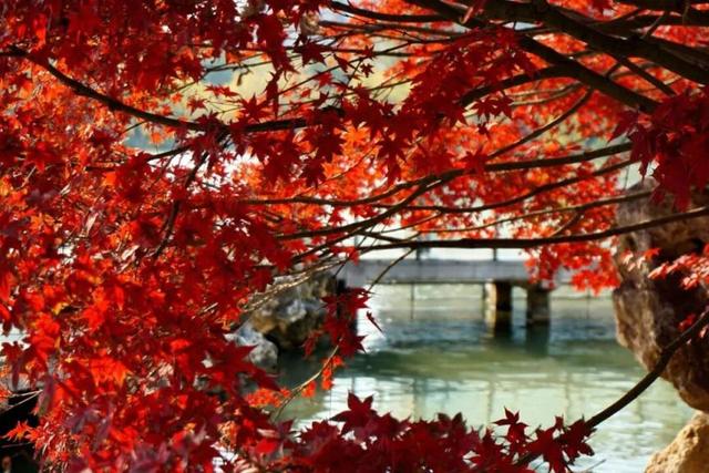 海淀这个免费公园，“藏”着秋天的所有颜色——