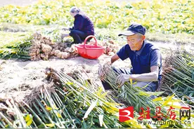 陡沟镇：小黄姜托起群众致富梦图片