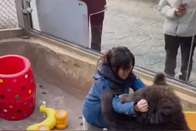 武汉女饲养员与棕熊“打架”引热议，回应：为了它以后更好融入大熊区，有意识地训练图片