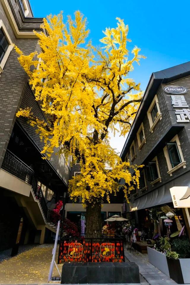 限时绝美！此刻，常州颜值巅峰