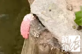 千万别误食！寄生虫多达6000条，感染严重可致死图片