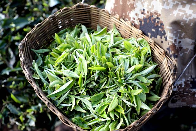 云南丰收生活提案·茶日丨来云南 做一天“慢茶人”！