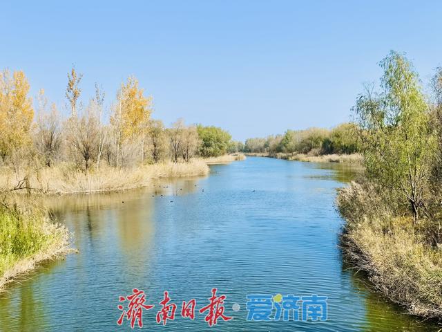 一年四季 泉在济南丨济溪湿地秋意浓：水鸟翩跹戏碧波，生态画卷入眼来