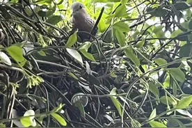 家里小猫“虎视眈眈”，杭州一女士求助：我该怎么和“三有”保护动物做邻居图片