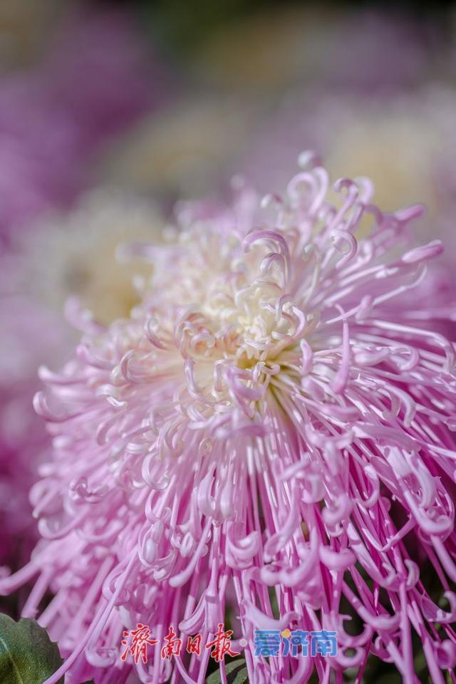 一年四季 泉在济南丨济南趵突泉菊展：初冬时节菊花争艳 满园锦绣引客来