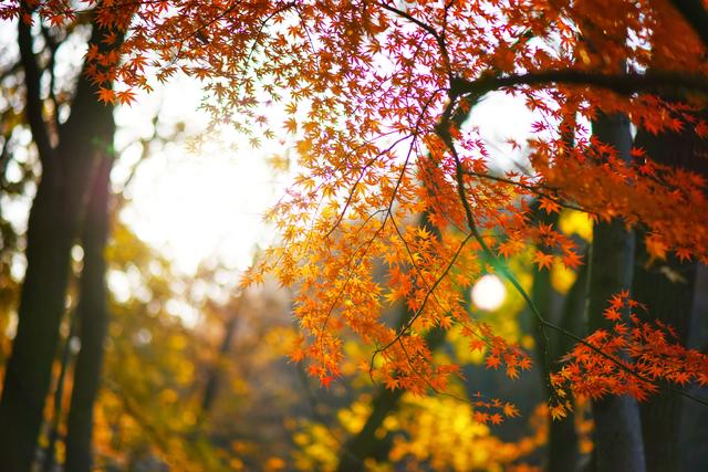 巢湖红枫满枝桠 初冬时节尽诗意