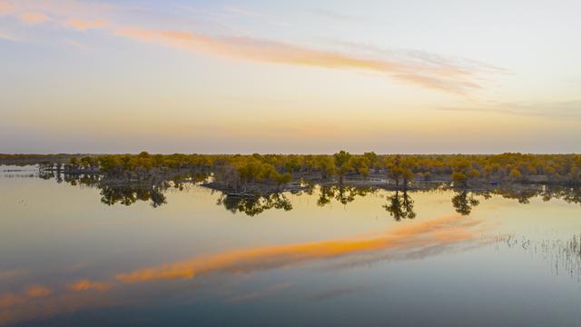 新疆：沙漠胡杨入画来