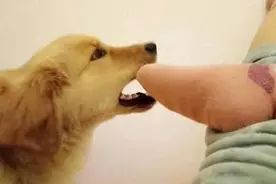 养狗久了才知道，狗狗“假咬”你，不是和你玩，是在提醒你图片