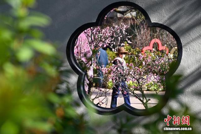 昆明黑龙潭公园梅花次第开放 游客共赴冬日“梅”景