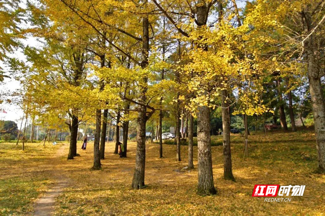 “拾起”最美的秋天 “怀化捡秋地图”来了