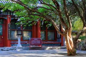 北海公园画舫斋丁香花盛开，与古建相映清雅动人图片